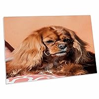 3dRose Cavalier King Charles Spaniel on Pillow - Desk Pad Place Mats (dpd-258145-1)