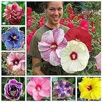 100+ Pcs Mixed Hibiscus Seeds Giant Flowers Perennial Flower - Ships from Iowa, USA