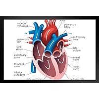 Poster Foundry Human Heart Circulatory System Diagram Chart Medical Educational Science Class Anatomy Corazon Veins Arteries Labels Stand or Hang Wood Frame Display 9x13