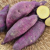 3 Sweet Potato Plants/Slips - Murasaki Purple,Japanese Sweet potato, Yellow Flesh