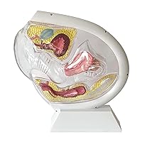 Detachable Transparent Uterus Model, Uterine Reproductive System Model, Pelvic Cavity Bladder Ovary Anatomy Model Teaching Aids