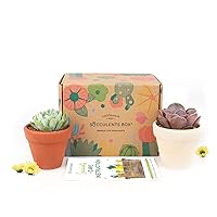 Succulents Box, 2 Succulents 2 Clay Pots Subscription - Easy Care Succulent In Pots with Soil, Small Plant Pots for Coworker Employee Thank You Gifts