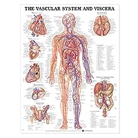 Vascular System and Viscera Anatomical Chart Vascular System and Viscera Anatomical Chart Wall Chart