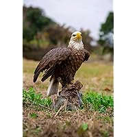 Hi Line Motion Activated Singing Eagle Statue, 8.27-inch Height