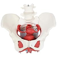 Anatomy Model of Female Pelvis, Pelvic Floor Muscles and Perineal Model Removable Organs Include Uterus for Science Education, Life Size