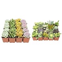 Plants for Pets Succulent Plants, 20-Pack Hand Selected Live Succulents for House Plants, DIY Home Decor, Unique Gifts