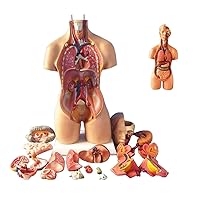 Educational Model,55cm Torso Assembly Model Anatomical Internal Organs of Human Body Human Body Human Body Anatomy of Breast for Educational Teaching