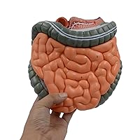 Anatomical Intestines and Stomach Model with Remvable Parts Human Large Intestine and Cecum Anatomy Model for Hospital Anatomy Model