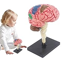 PVC Human Brain Model, Human Brain Structure, Color Coded Artery Brain, Anatomical Model Teaching Medicine, DIY Teaching Anatomy Model for Science Classroom and Study Display