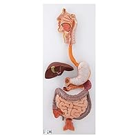 3B Scientific K21 Digestive System 3 part - 3B Smart Anatomy
