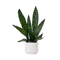 Nearly Natural 16in. Artificial Sansevieria Snake Plant with Decorative Planter