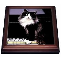 3dRose Tuxedo Cat Trivet with Ceramic Tile, 8 by 8