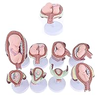 Anatomical Embryo Development Model Set, 8Pcs Education Anatomy Model, Fetal Pregnancy Development Process Model, Uterus Fetal Position Study Tools with Removable Parts