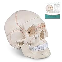 Numbered Human Skull Model - Life Size Medical Quality Anatomical Model with 3 Parts and Painted Sutures - Ideal for Medical Students and Science Education