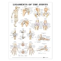 Ligaments of the Joints Anatomical Chart Ligaments of the Joints Anatomical Chart Wall Chart