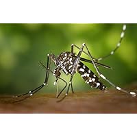 Gifts Delight Laminated 36x24 inches Poster: Tiger Mosquito Mosquito Asian Tigerm’_Cke Sting Stegomyia Albopicta Aedes Albopictus Plug in Mosquito Type of Mosquito Vectors Disease Chikungunya Dengue