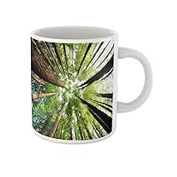 Coffee Mug Ancient California Redwood Trees Beech Forest Great Ocean Road 11 Oz Ceramic Tea Cup Mugs Best Gift Or Souvenir For Family Friends Coworkers