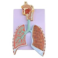 Multifunctional Realistic Human Respiratory System Anatomical Model Shows Alveoli Right Bronchial Tree Respiratory Tract Lungs Model Anatomy