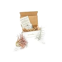 2 (Two) Premium Variety Air Plants (Tillandsia) Delivered Monthly | The Premium Air Plant Subscription Box By The Air Plant Shop | Great Gift Idea