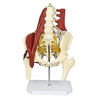 Lumbar Spine Bone Model, Female Pelvis Model, Medical Science with Pelvic Floor Muscle Anatomy Model Life Size Adult Skeleton Anatomical Model