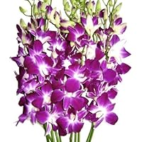 Just Orchids - Premium Long Stem Purple Dendrobium