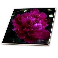 3D Rose Dark Pink Flower is a Beautiful Peony with Added Effects Ceramic Tile, Multicolor