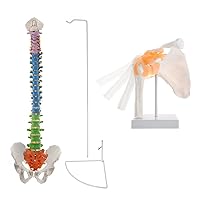BEAMNOVA Spine Model Anatomy 85cm/33.46in with Holder Stand + Shoulder Model Anatomical Skeleton Life Size Human Anatomy with Ligaments Joint Bone Functional Medical Model