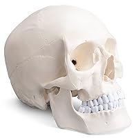 Skull Model - Human Full Human Skulls Adult Skull Anatomical Model Life Size 3 Parts Lab Skull Model with Removable Skull Cap-Articulated Mandible and Full Set of Teeth