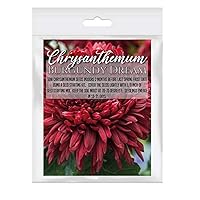 Homegrown Packet Chrysanthemum Seeds, Seeds, Non-GMO Packet (Burgundy Dream)