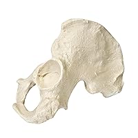 3B Scientific 1016702 Orthobones Left Half Pelvis Male Bone Model