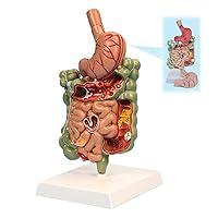 Human Gastrointestinal Digestive System Model, Human Stomach Anatomy Model with Removable Stomach and Stand, Replica for Human Anatomy and Physiology Education