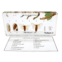 Life Cycle of a Silkworm Science Classroom Specimens for Science Education，Real Insect Growth History Specimen Biological Entomology