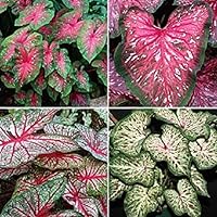 Caladium, Bulb, Fancy Mix, Pack of 10 (Ten), Easy to Grow, Colorful Mix, HOSTA