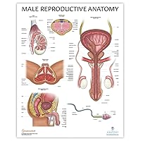 Anatomy Lab Human Male Reproductive System Anatomy Poster, LAMINATED, Anatomy and Physiology, 17.3 x 22.5 Inches, Body System Diagram, Anatomical Chart for Education Learning and Students