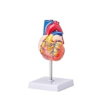 Human Heart Model, 2-Part 1:1 Life Size, Anatomically Accurate Numbered Anatomical Heart Model with Anatomically Correct Structures, Magnetic Design, Held Together on Display Base for Learning