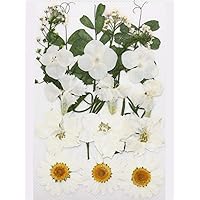 Assorted Nature Dried Flowers Pressed Flowers Leaves Mixed Pack Scrapbooking Embellishments for DIY Resin Ornament Crafts Candle Making (White)
