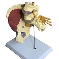 Female Pelvis Girdle Half Hip Muscle Nerve Intervertebral Disc Herniation Pelvis Model, Human Organ Model, for Medical Anatomical Educational