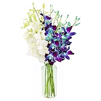 KaBloom PRIME NEXT DAY DELIVERY : Valentine's Day Collection - 5 Blue and 5 White Orchid with Vase Gift for Birthday, Sympathy, Anniversary, Get Well, Thank You, Valentine, Mother’s Day Flowers