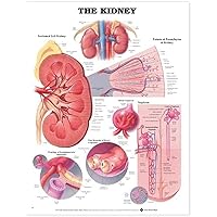 The Kidney Anatomical Chart
