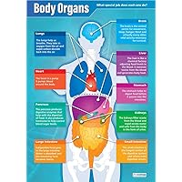 Daydream Education Body Organs Science Poster - Laminated - LARGE FORMAT 33” x 23.5