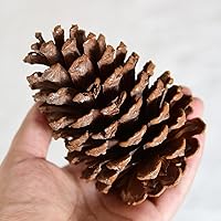 1 Pcs Natural Pine Cones Christmas Pinecones Ornaments Real Pine Cones Snow Covered Pine Cones Large Pinecone Vase Filler for Thanksgiving Xmas Fall Home Wedding Decoration and Crafts