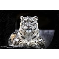 1000 Pieces Adult Toy Jigsaw - Snow Leopard - Puzzle Wooden Jigsaw Puzzles Educational Toy DIY Collection Collection Oil Painting Decoration