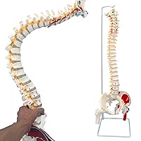 Spine Model, Spine Models for Chiropractors, Spine Model Life Size with Stand, Spine Models for Anatomy & Office, 34
