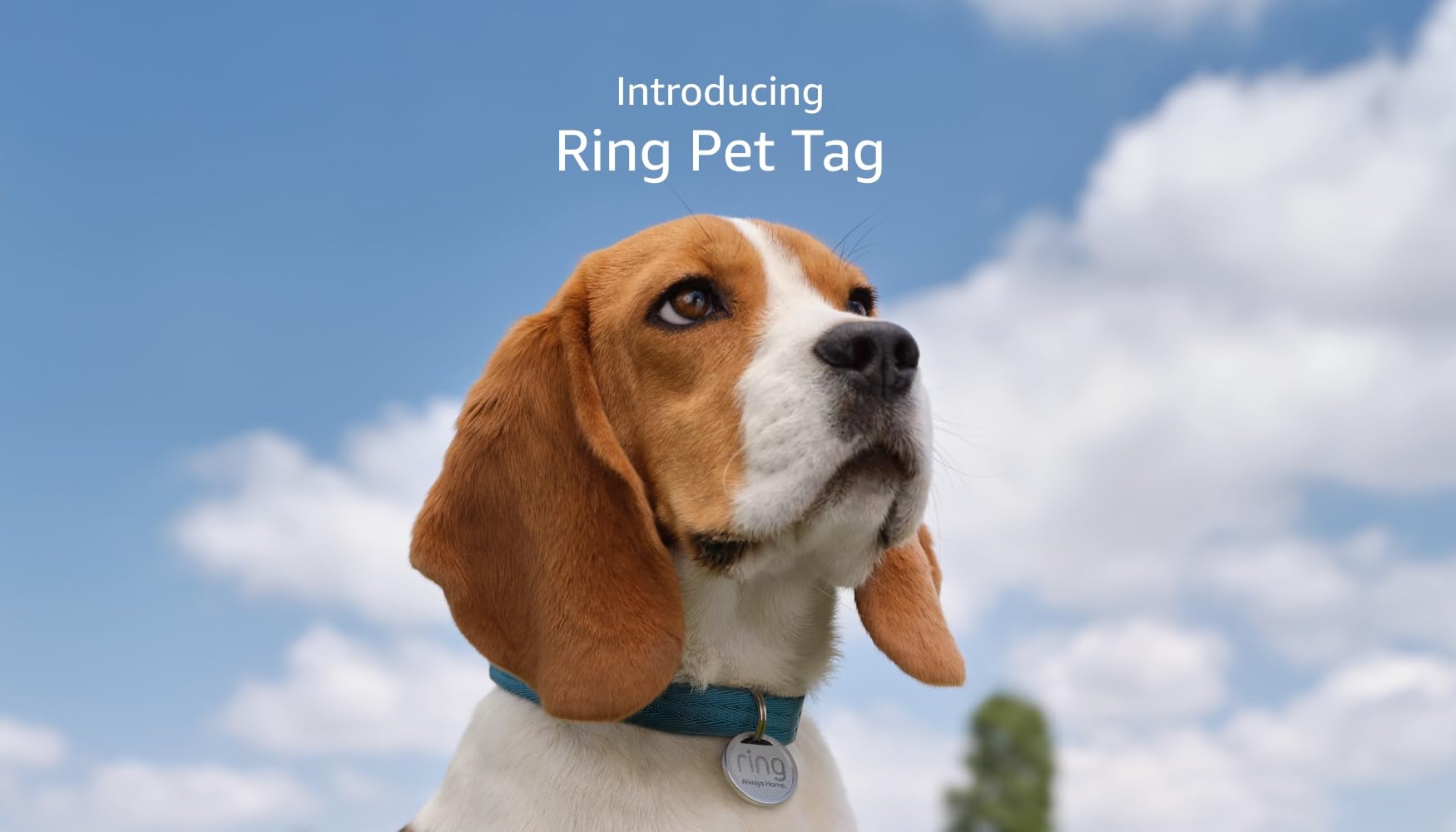 Ring Pet Tag | Easy-to-use tag with QR code | Real-time scan alerts | Shareable Pet Profile | No subscription or fees | 3-pack