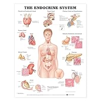 The Endocrine System Anatomical Chart The Endocrine System Anatomical Chart Wall Chart