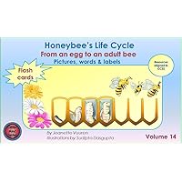 Honeybee's Life Cycle Flash Cards Volume 14, Teaching Resources aligned to Common Core State Standards, from an egg to an adult bee, pictures, words labels: ... books, Science, Honey bee (Honeybee Series)