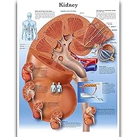 Kidney Science Anatomy Posters for Walls Medical Nursing Students Educational Anatomical Human Organs Skeletal Muscles Poster Chart Medicine Disease Map for Doctor Enthusiasts Kid's Enlightenment Education W