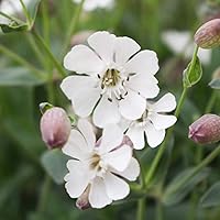 Outsidepride 10000 Seeds Annual Silene Nodding Catchfly White Snowdrop Flower Seeds for Planting