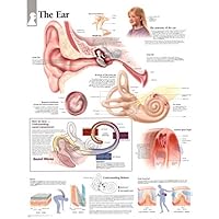 The Ear chart: Laminated Wall Chart The Ear chart: Laminated Wall Chart Wall Chart