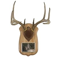 Deluxe Antler Display Kit with Photo Frame, Oak,Gray